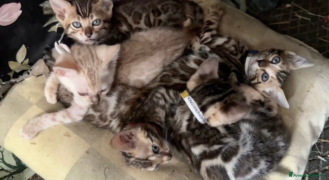 Bengala gatti in vendita: Cuccioli di Bengal / Bengala - Annuncio 2