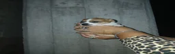 Jack Russell cani in vendita: Cuccioli di Jack russel terrier  - Annuncio 3