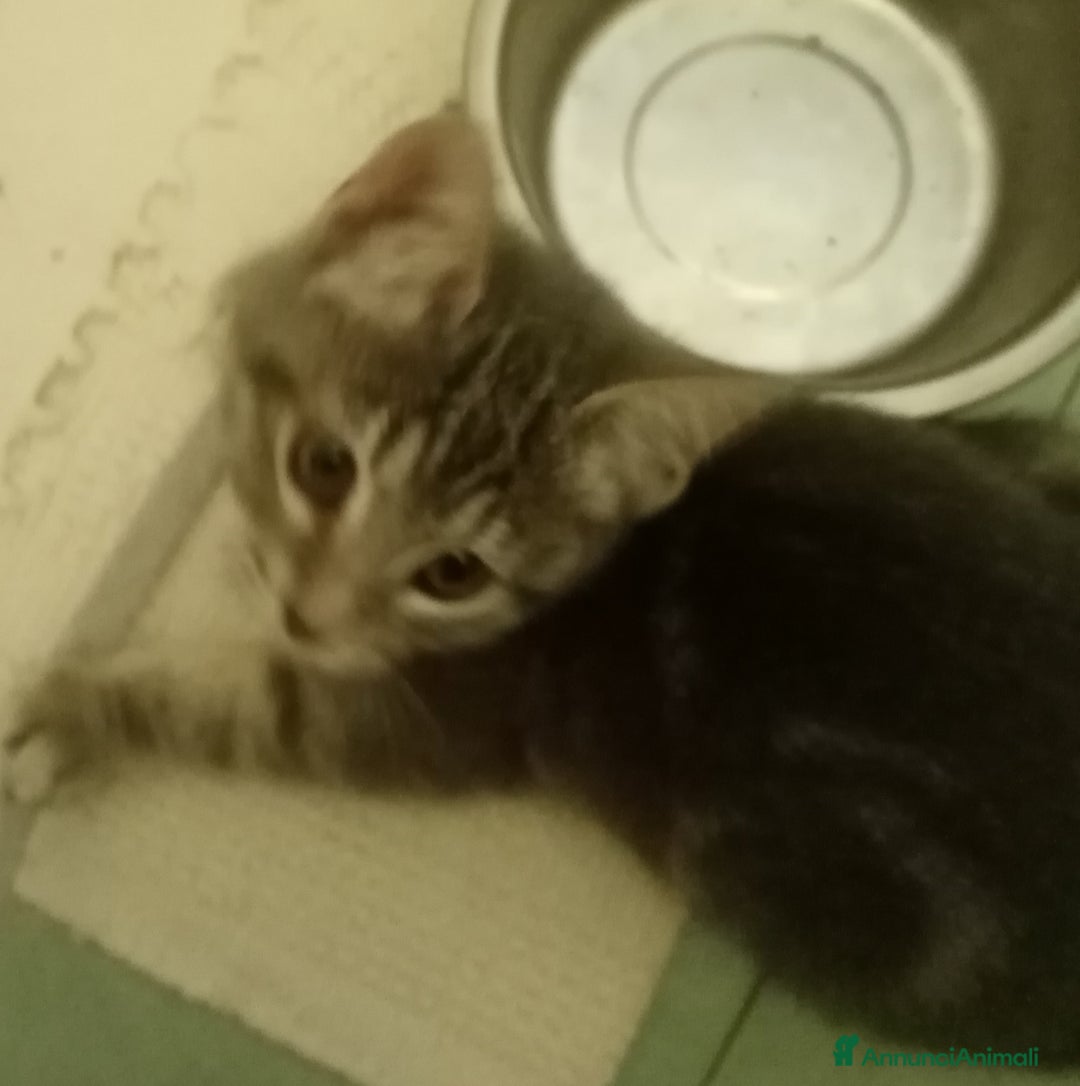 Europeo gatti in regalo: Dolcissima grigetta - Annuncio 2