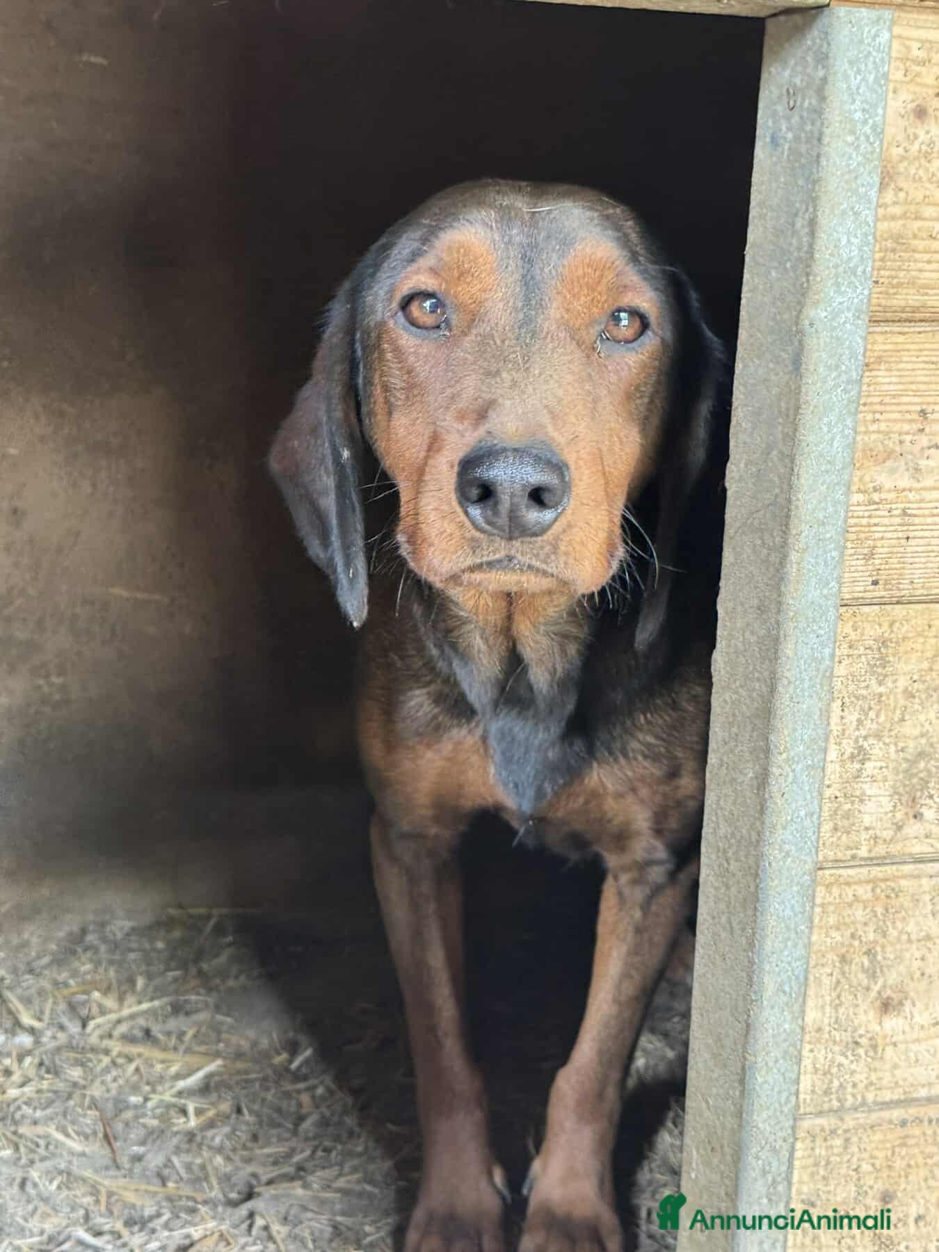 Alpenlaendische Dachsbracke cani NOXY, piccola DACHSBRACKE super coccolona! - Annuncio 1