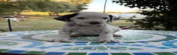 Dalmata cani in vendita: Cuccioli di Dalmata - Annuncio 6