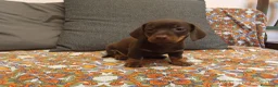 Bassotto cani in vendita: Bassotto cioccolato maschio.  - Annuncio 3