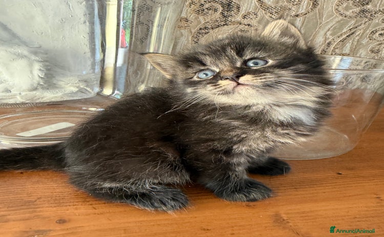 Siberiano gatti a Provincia di Padova - Annuncio 17