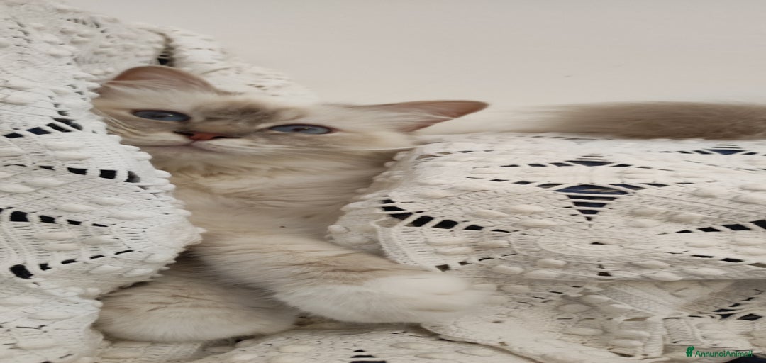 Immagine della galleria {{count}}