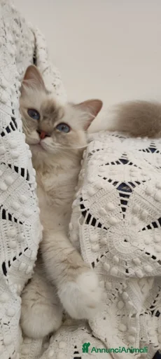 Immagine della galleria {{count}}