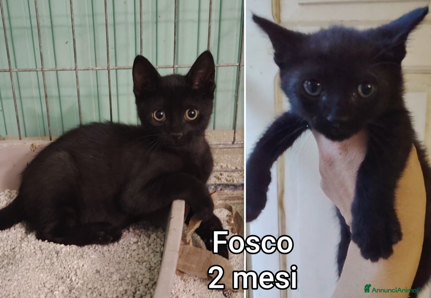 Meticcio gatti in regalo: TANTI MICINI SOLI! a Provincia di Vicenza - Annuncio 1