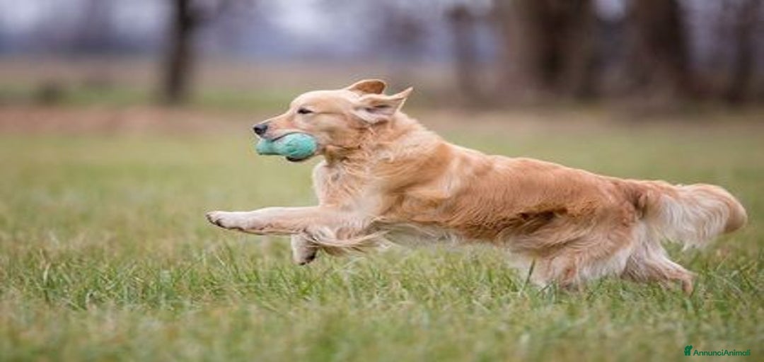 Immagine della galleria {{count}}