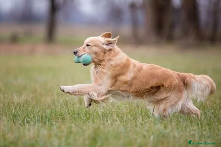 Immagine della galleria {{count}}