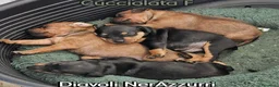 Pinscher Miniatura cani in vendita: Cuccioli Zwergpinscher - Annuncio 3