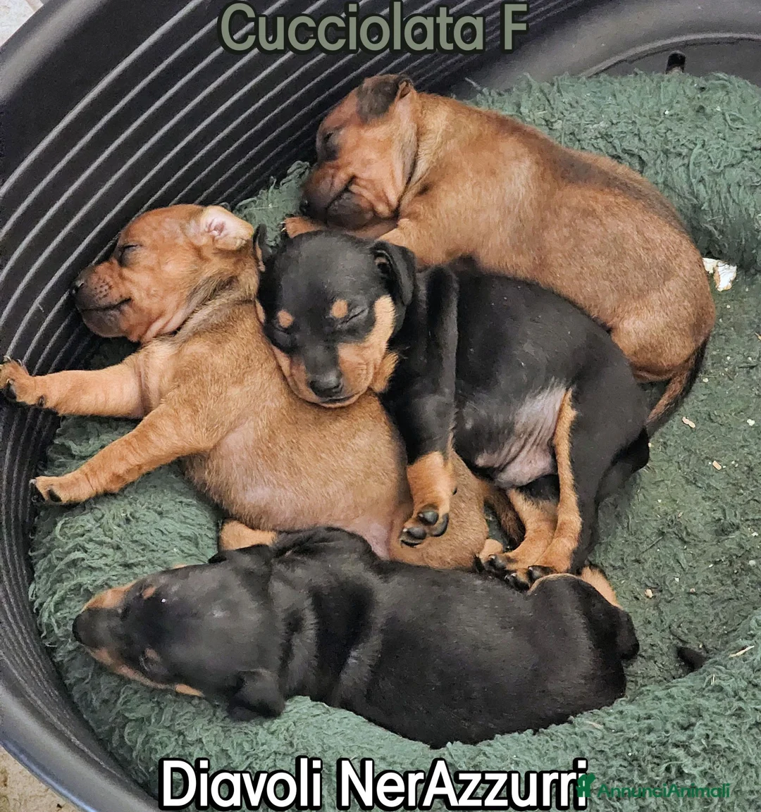 Pinscher Miniatura cani in vendita: Cuccioli Zwergpinscher - Annuncio 3