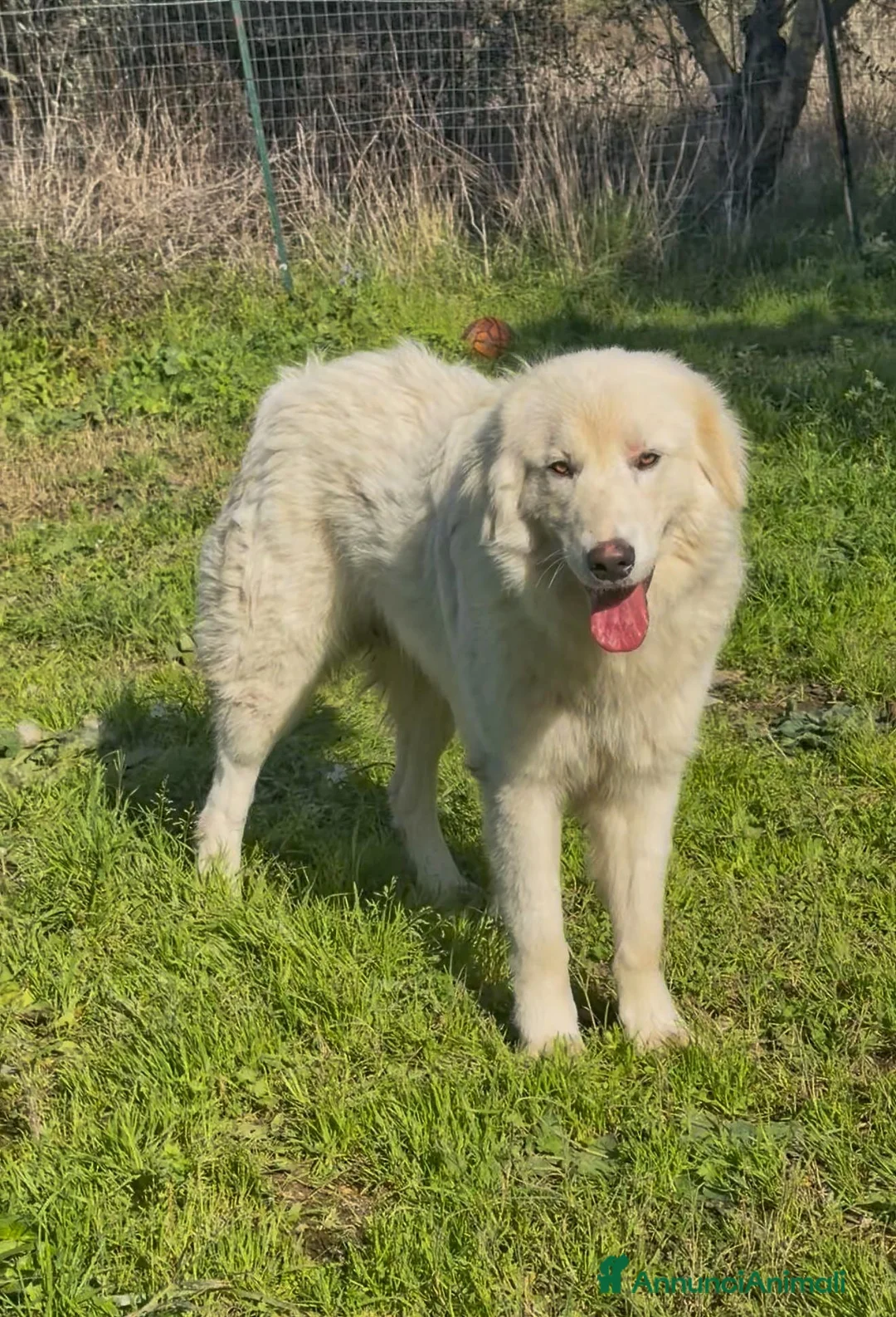 Pastore Maremmano cani in regalo: NEVE 💙-pastore 1 anno, rischia di nuovo la strada a Provincia di Varese - Annuncio 6