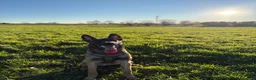 Pastore Belga cani per accoppiamento: Pastore belga malinois (da monta ) a Provincia di Pavia - Annuncio 3