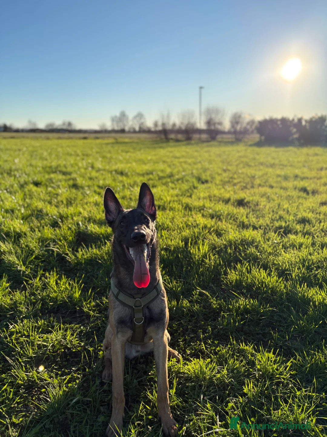 Pastore Belga cani per accoppiamento: Pastore belga malinois (da monta ) a Provincia di Pavia - Annuncio 3