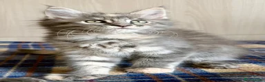 Maine Coon Gattino 3