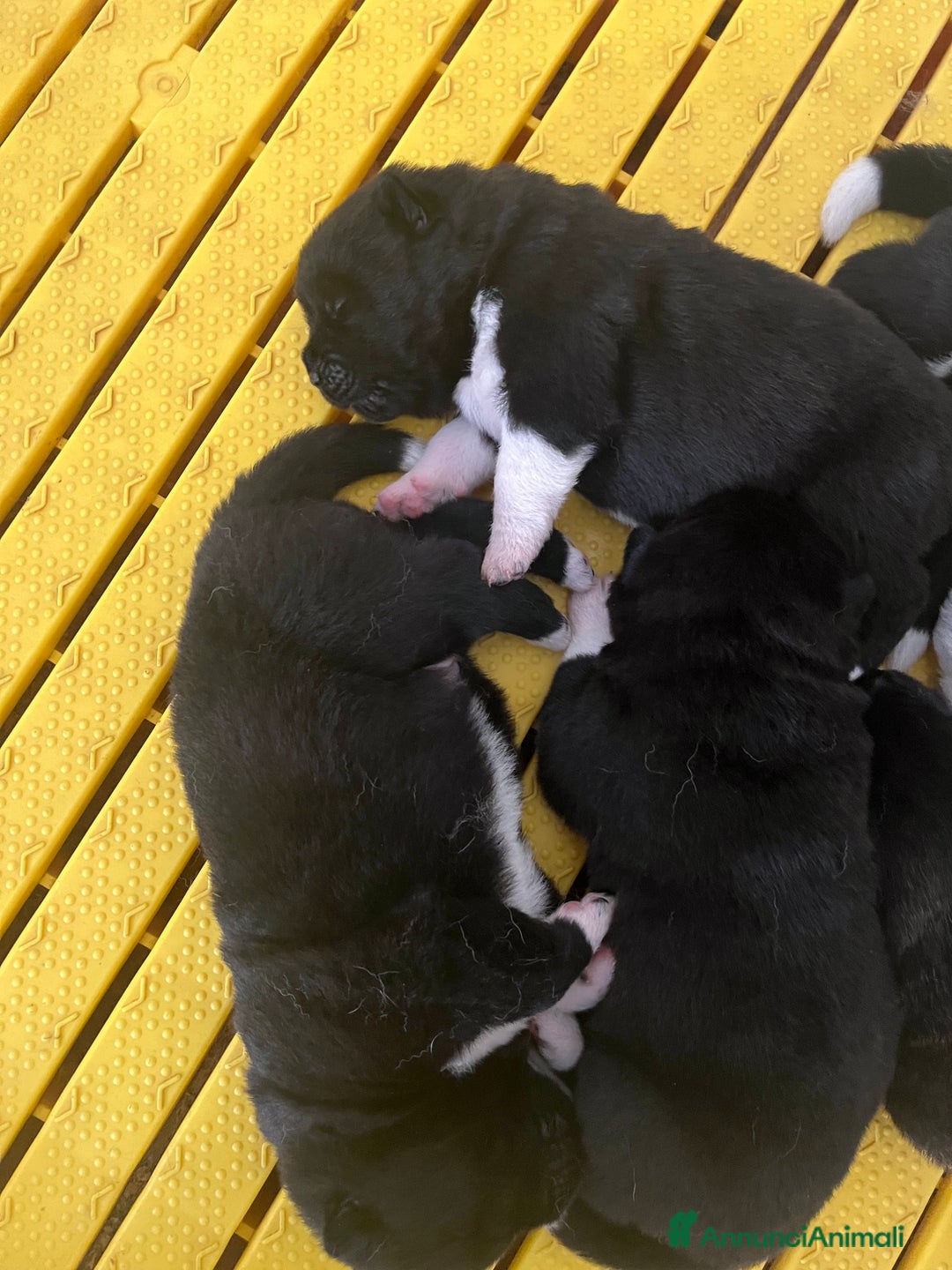 Akita Americano cani in vendita: Cuccioli di Akita americano - Annuncio 7