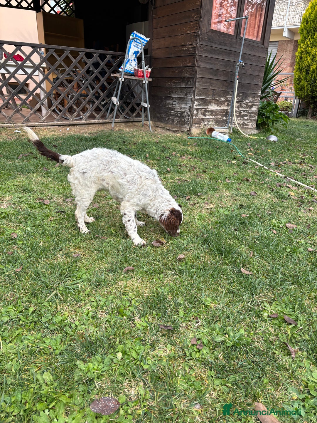 Meticcio cani in vendita: Vendita cani da tartufi  - Annuncio 4