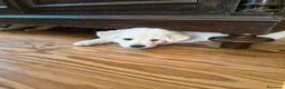 Pastore Svizzero cani in vendita: Vendita Pastore Svizzero Bianco - Annuncio 5
