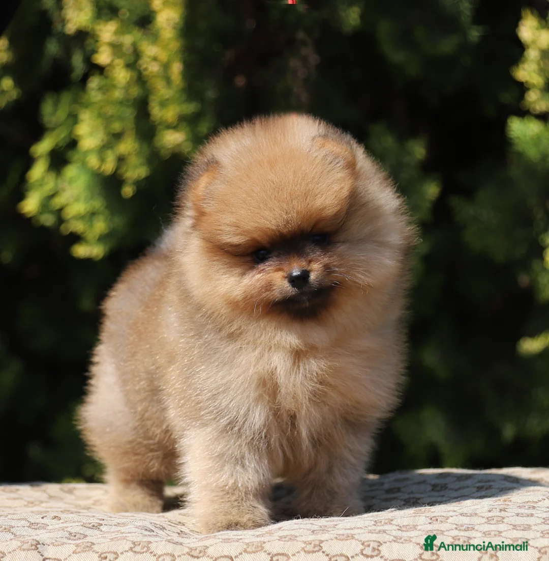 Volpino Pomerania cani in vendita: Spitz tedesco Pomerania maschio  - Annuncio 3