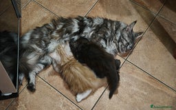 Maine Coon gatti in vendita: Cuccioli MAINE COON - Annuncio 12