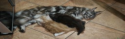 Maine Coon gatti in vendita: Cuccioli MAINE COON - Annuncio 12