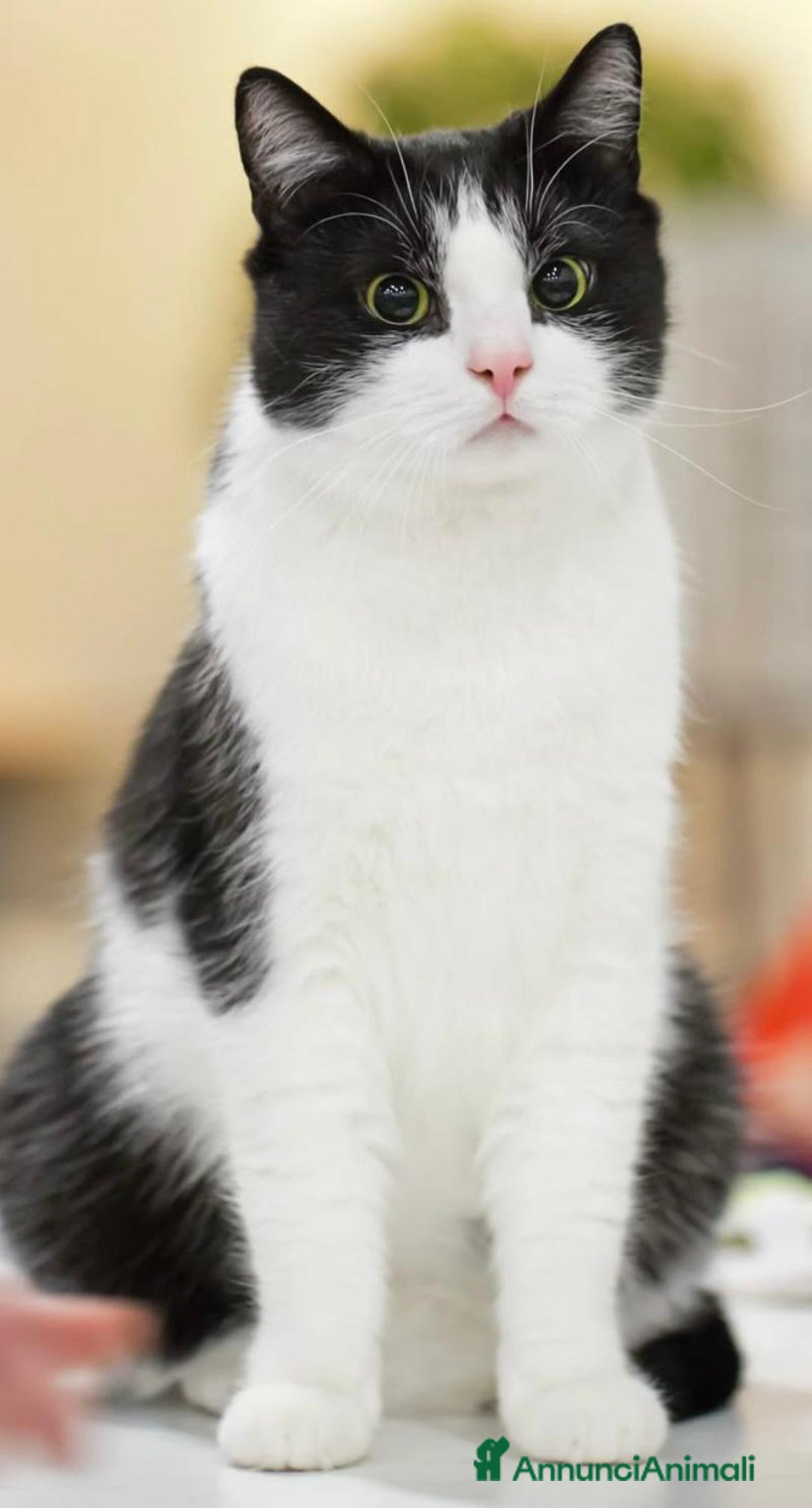 Europeo gatti in regalo: Gattino dolcissimo 4 mesi - Annuncio 4