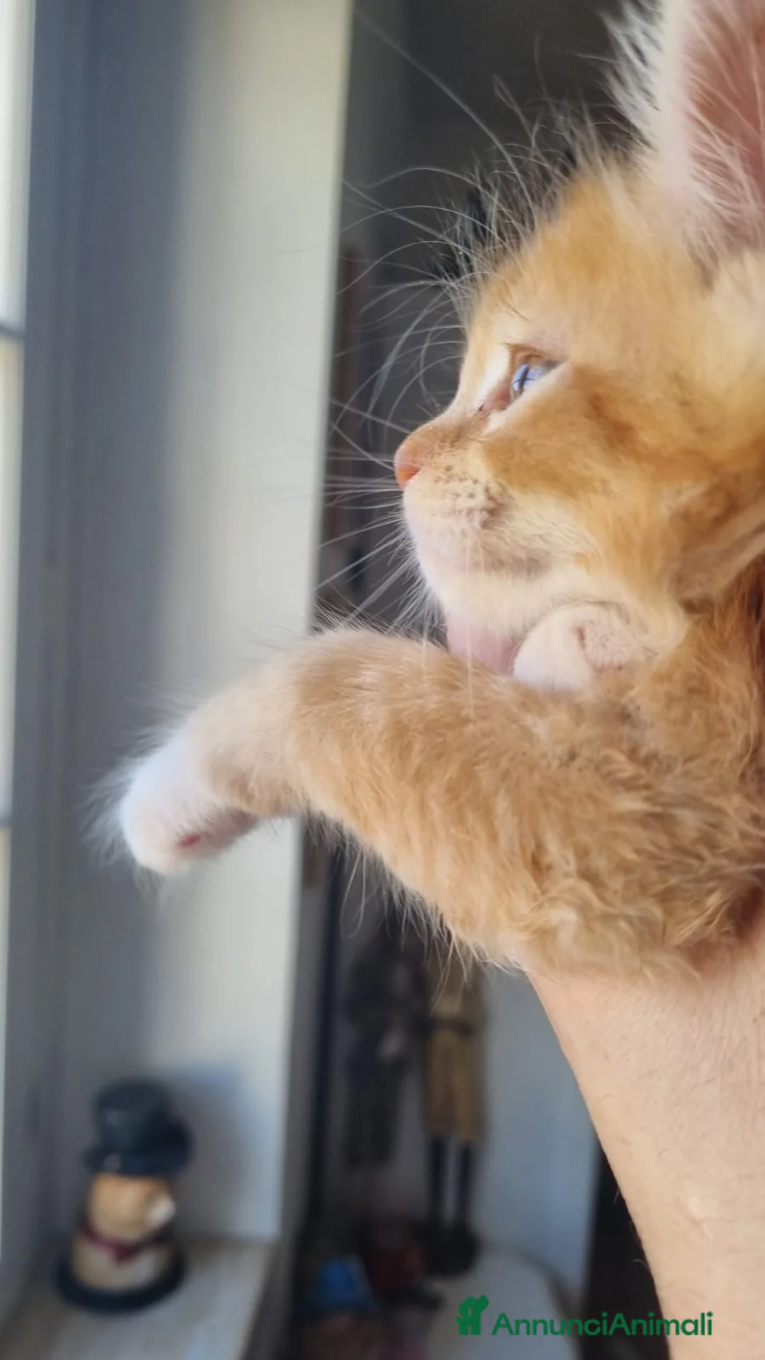 Maine Coon gatti in vendita: Mainecoon pedigree ANFI  a Città metropolitana di Roma Capitale - Annuncio 2