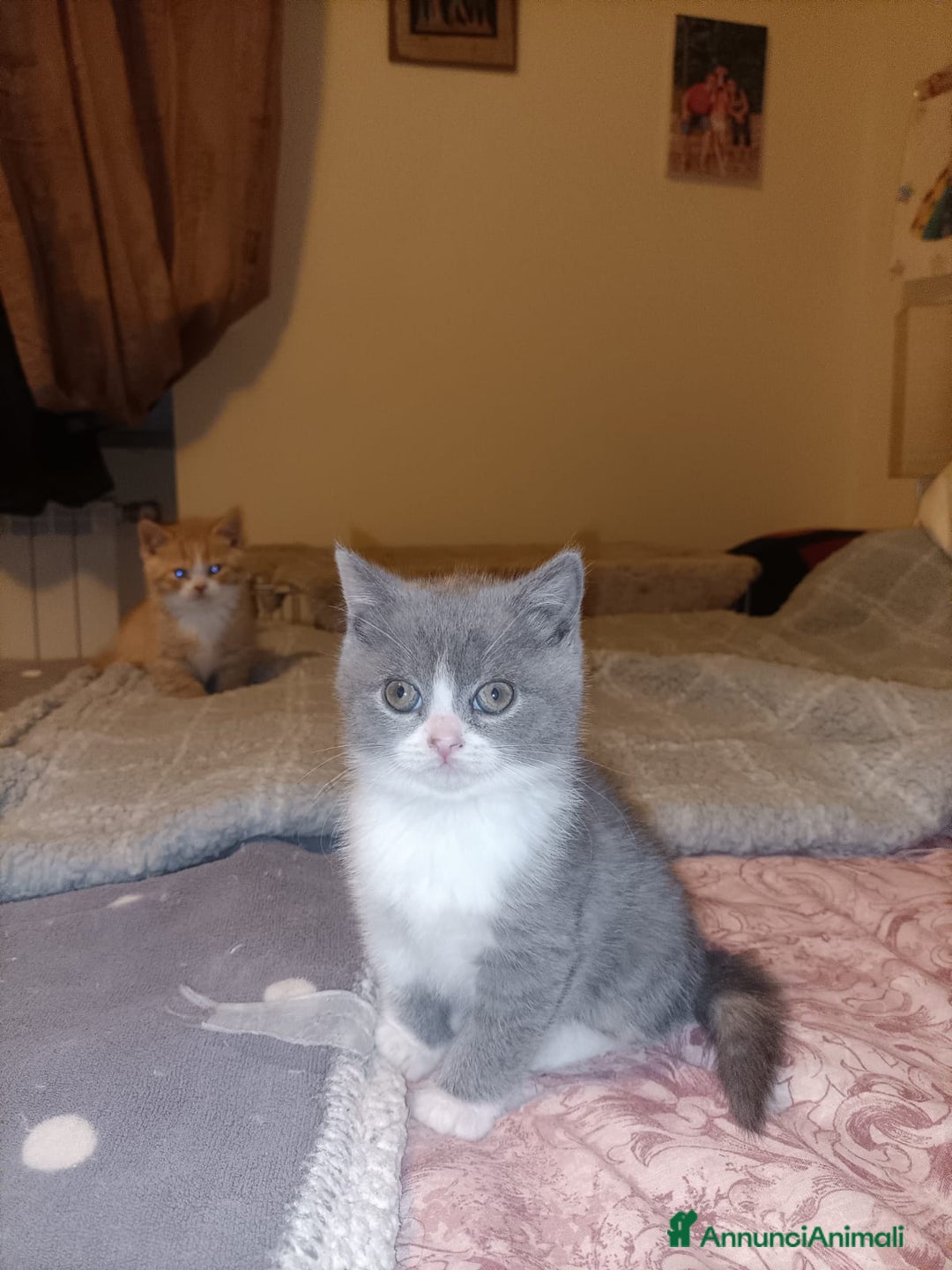 British gatti in vendita: British shorthair  - Annuncio 6