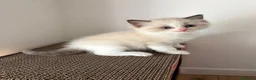 Ragdoll gatti in vendita: Gattino Ragdoll con pedigree - Annuncio 1