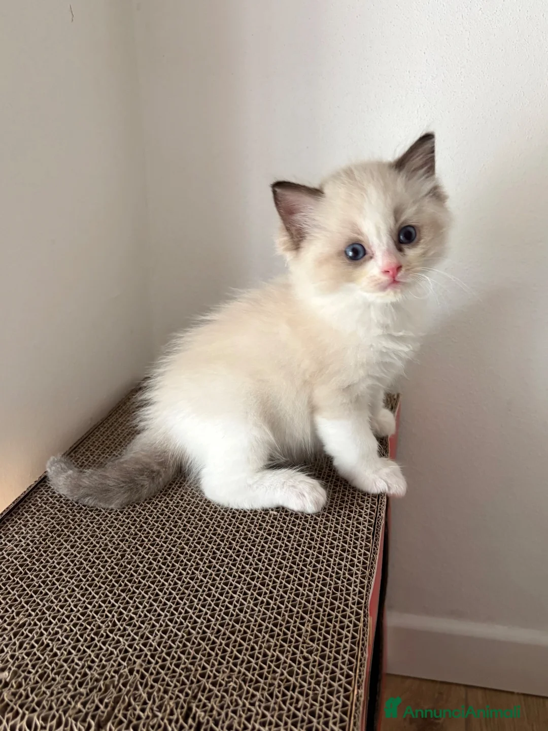 Ragdoll gatti in vendita: Gattino Ragdoll con pedigree - Annuncio 1
