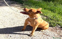 Pitbull cani in regalo: Regina, splendida pit dagli occhi marroni  - Annuncio 8