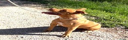 Pitbull cani in regalo: Regina, splendida pit dagli occhi marroni  - Annuncio 8