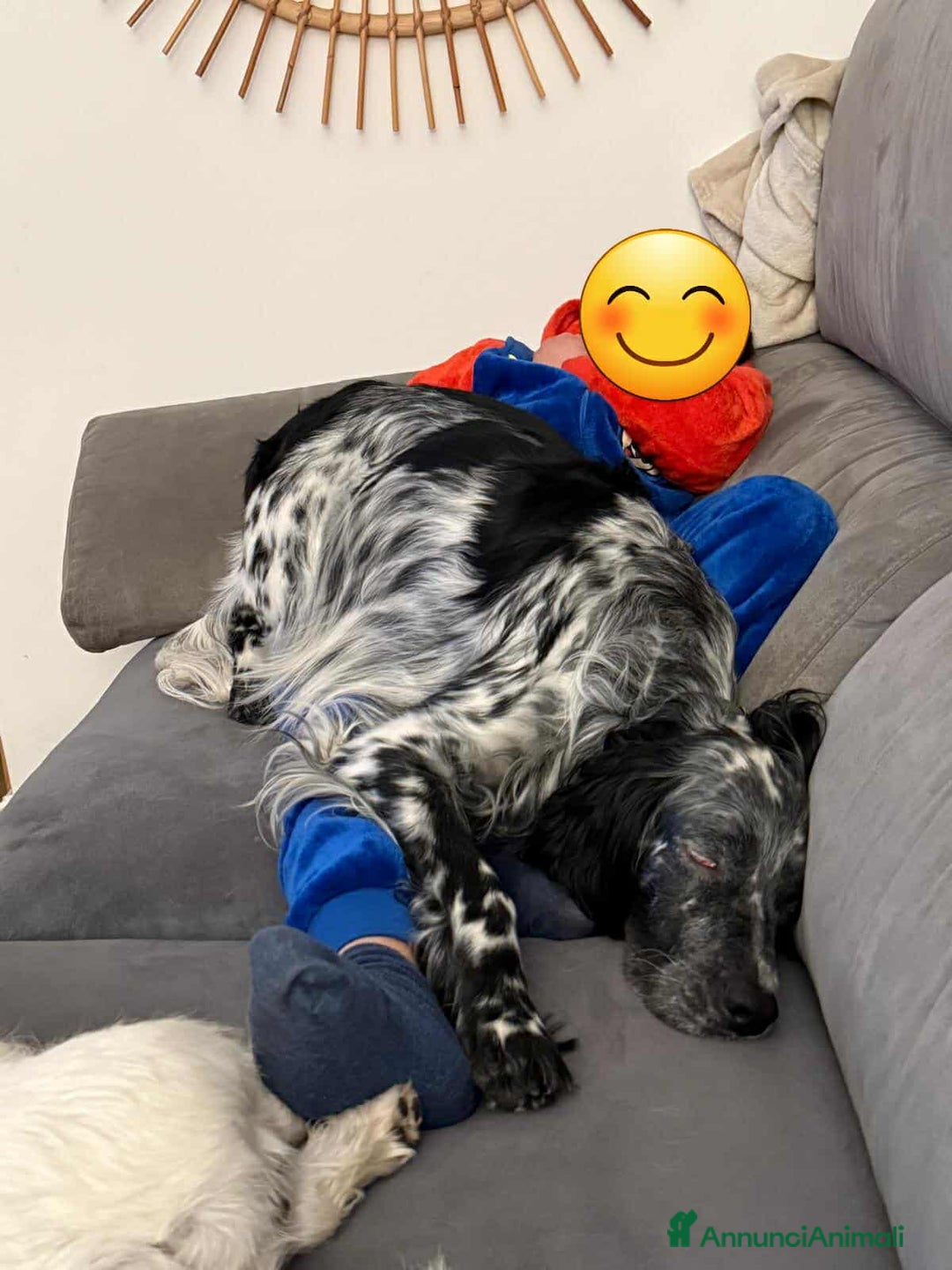 Setter Inglese cani in regalo: GINO, simpaticissimo SETTER INGLESE! - Annuncio 5