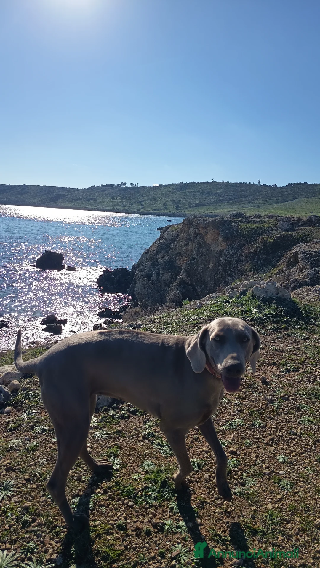 Weimaraner cani in vendita: Cuccioli di weimaraner con pedigree - Annuncio 5