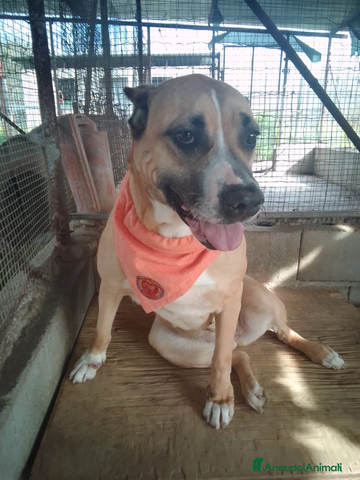 Meticcio cani AKIRA HA BISOGNO DI VOI  - Annuncio 41