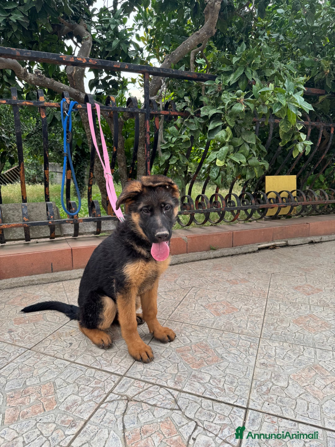 Pastore Tedesco cani in vendita: Cucciolo pastore tedesco a Città Metropolitana di Napoli - Immagine 1