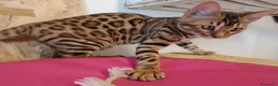 Bengala gatti in vendita: Bengala cuccioli con pedegree a Provincia di Treviso - Annuncio 3
