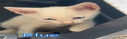 Europeo gatti in regalo: BLUE SPLENDIDO GATTINO - Annuncio 4