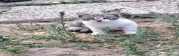 Meticcio gatti in regalo: 3mici 3mesi e 1/2( e mamma) da salvare! VOGHERA PV - Annuncio 1