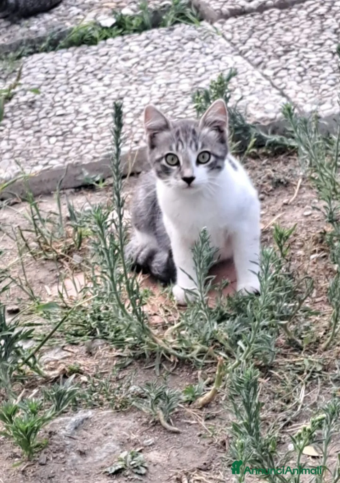 Meticcio gatti in regalo: 3mici 3mesi e 1/2( e mamma) da salvare! VOGHERA PV - Annuncio 1