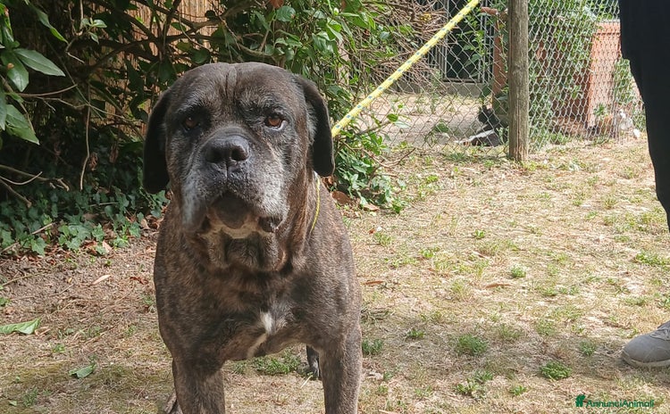 Cane Corso cani a Città metropolitana di Roma Capitale - Annuncio 1