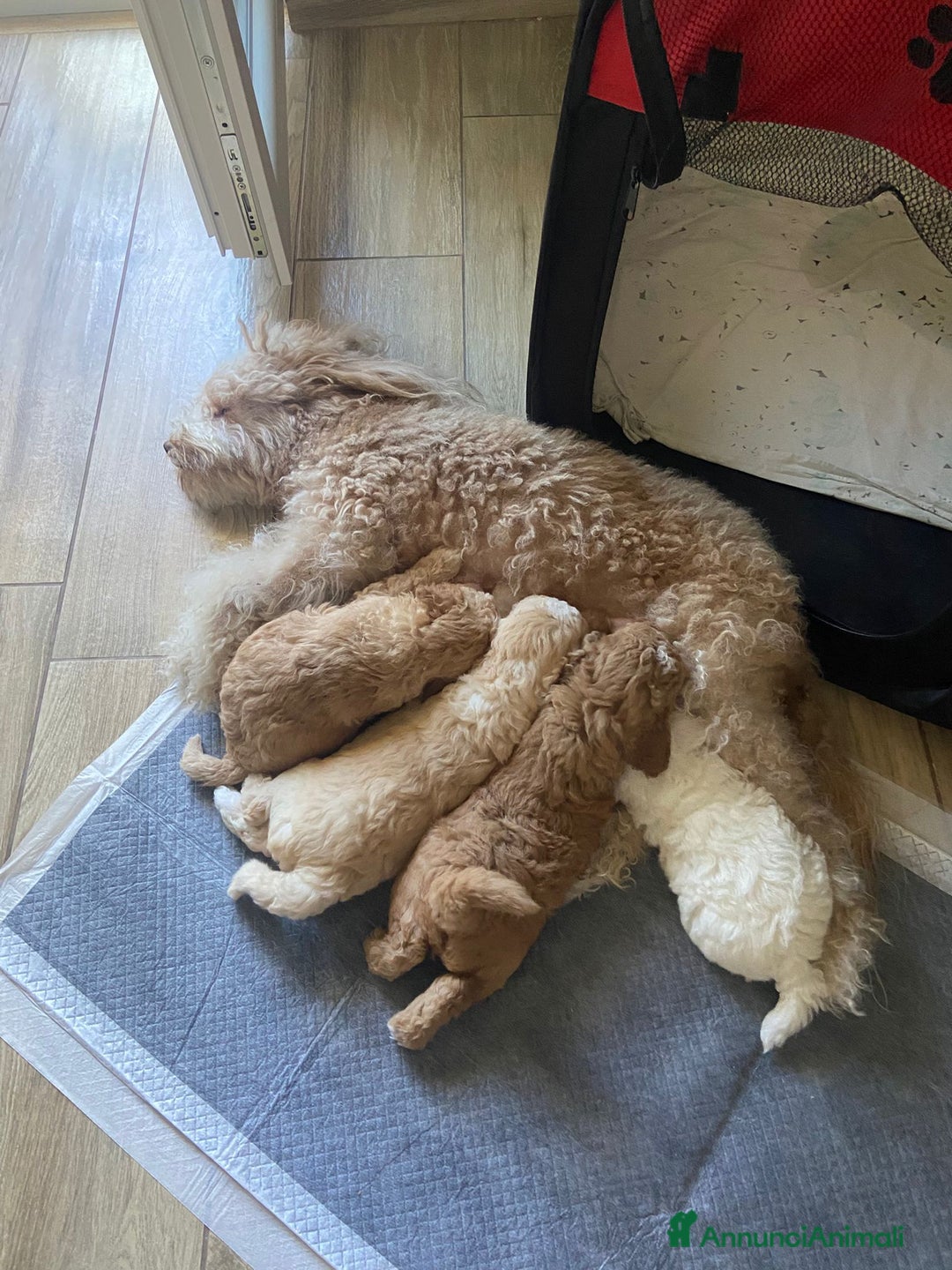 Barboncino cani in vendita: Barboncino, nuova cucciolata in casa a Città Metropolitana di Napoli - Immagine 10