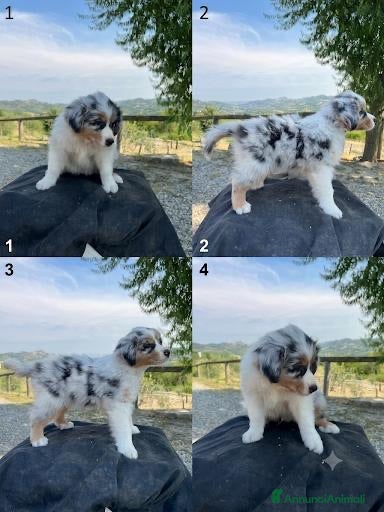 Australian Shepherd cani Australian shepherd maschio Blue merle  - Annuncio 1