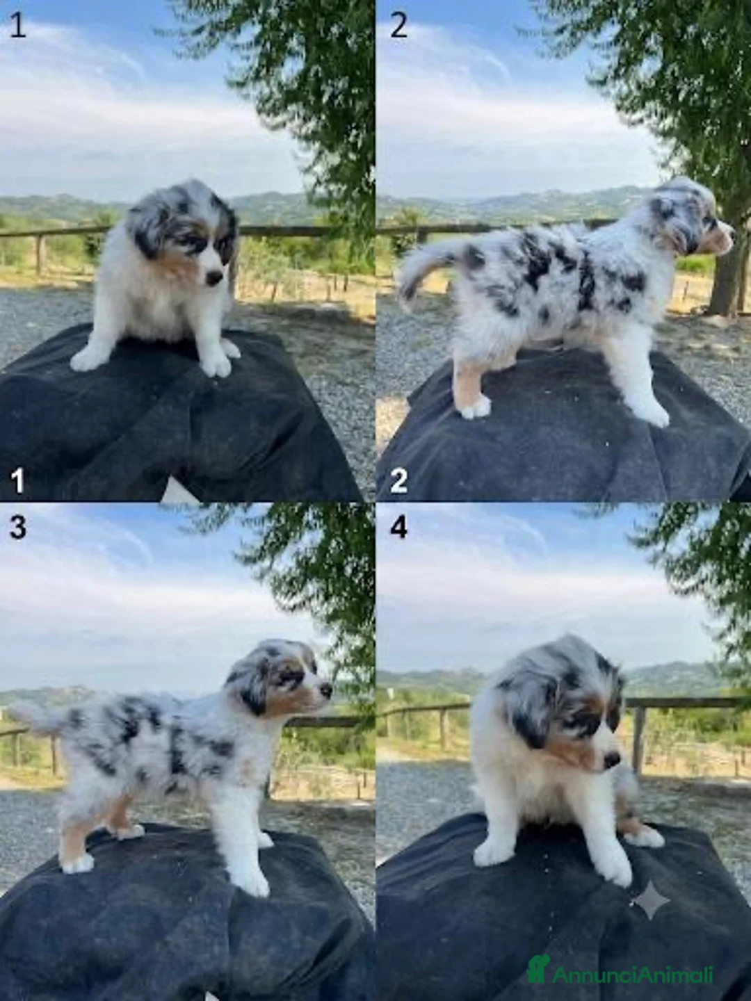 Australian Shepherd cani in vendita: Australian shepherd maschio Blue merle  - Annuncio 1