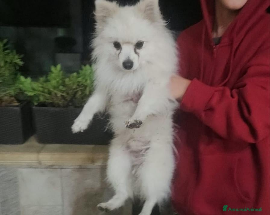 Volpino Italiano cani Bubu: 2 anni, 3 kg, socievole  - Annuncio 26