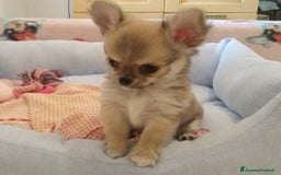 Chihuahua cani in vendita: Cuccioli Chihuahua a pelo lungo con Pedegree Enci  - Annuncio 11