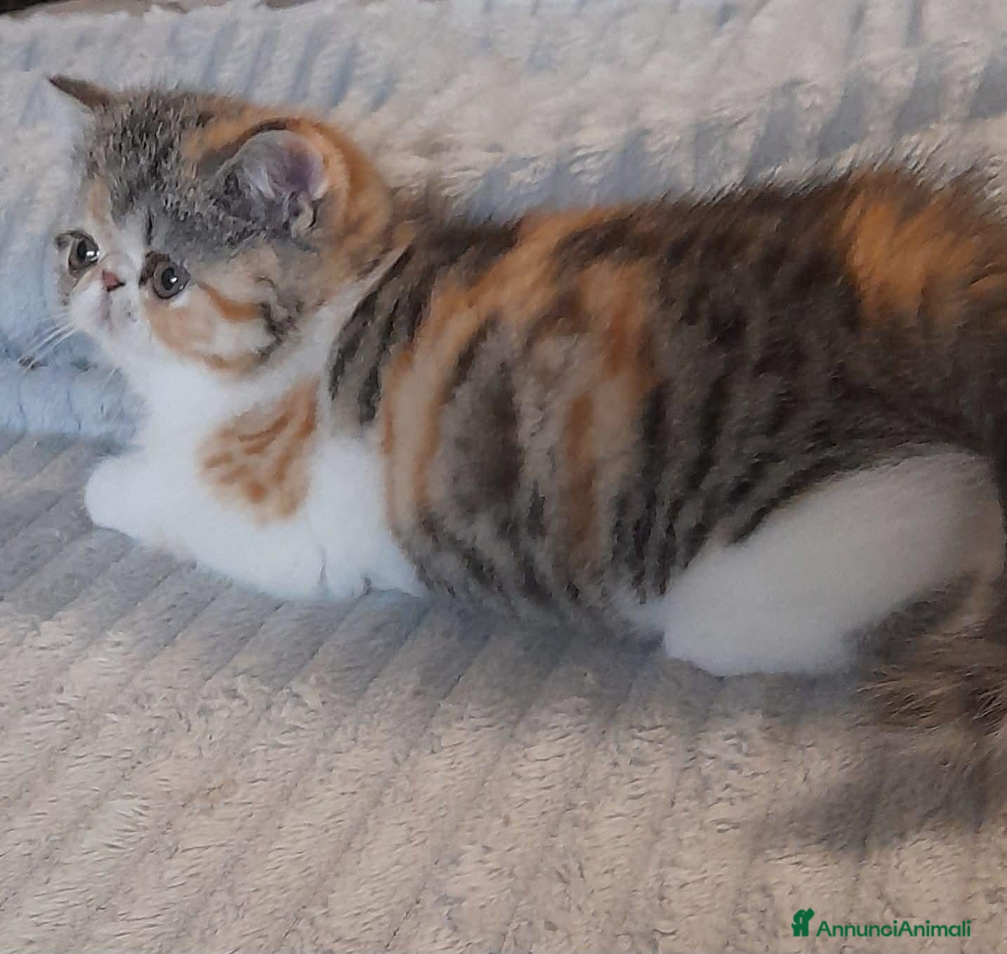 Exotic Shorthair gatti cucciolo exotic shorthair - Annuncio 26