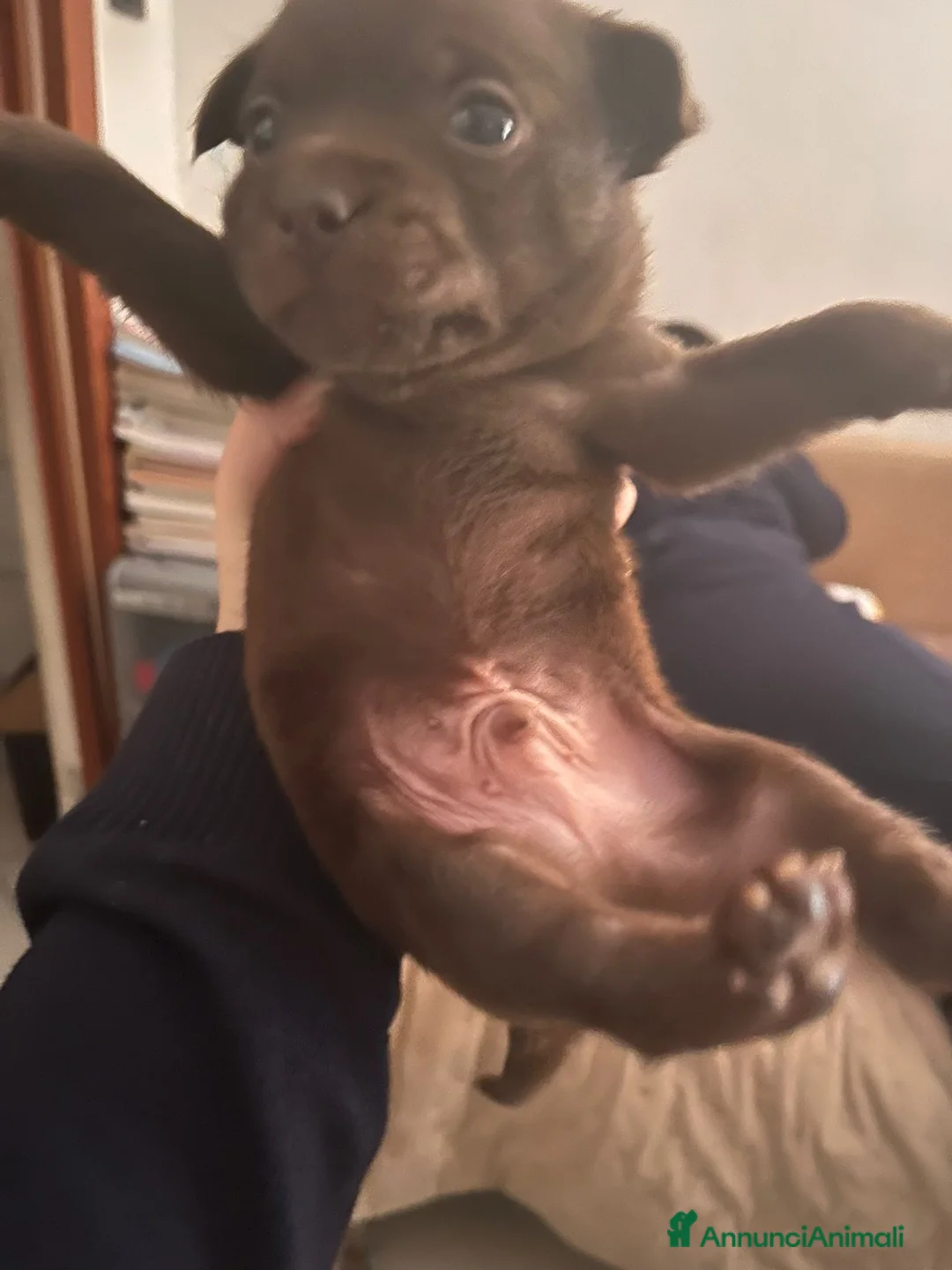 Meticcio cani in vendita: Cuccioli cercano casa  - Annuncio 3