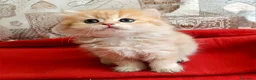 British gatti in vendita: British Golden cucciola  - Annuncio 3