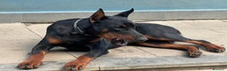 Dobermann cani in vendita: cucciolo doberman in vendita messina - Annuncio 5