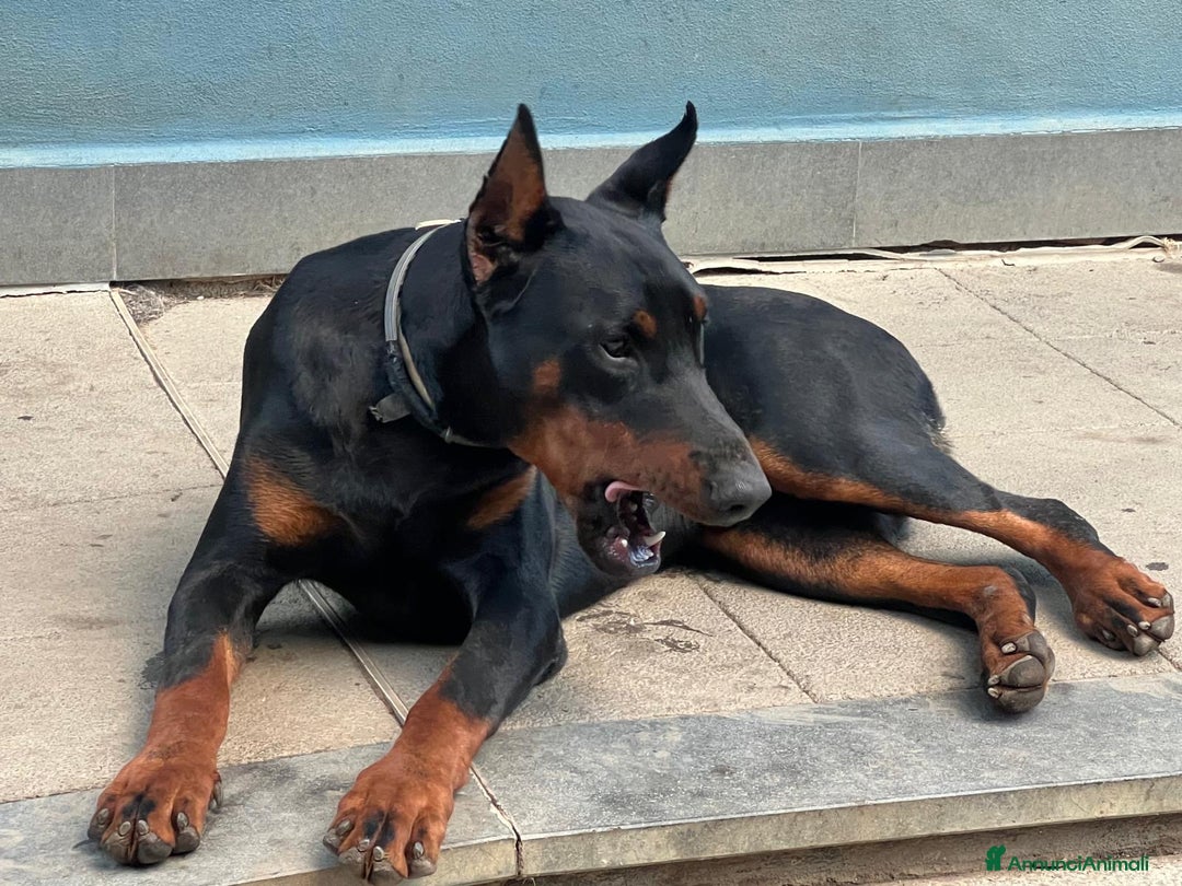 Dobermann cani in vendita: cucciolo doberman in vendita messina - Annuncio 5